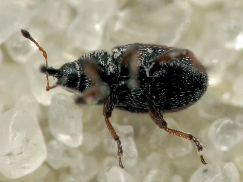 Mecinus plantaginis (Eppelsheimer, 1875)